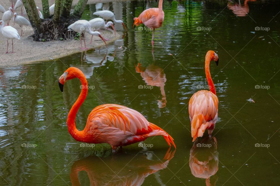 Flamingos 