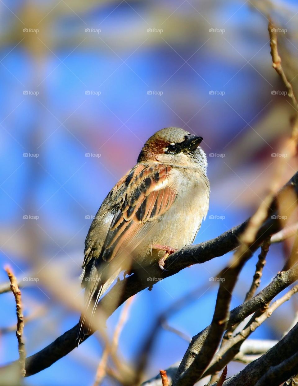 Sparrow bird