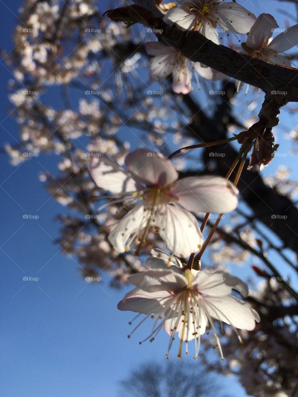 Elm Ridge Blossom