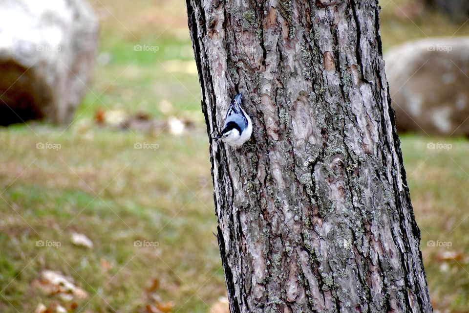 A pretty blue bird relaxes on a tree