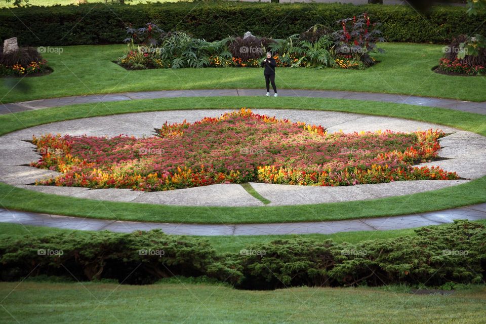 Flower bed in shape of a maple leaf