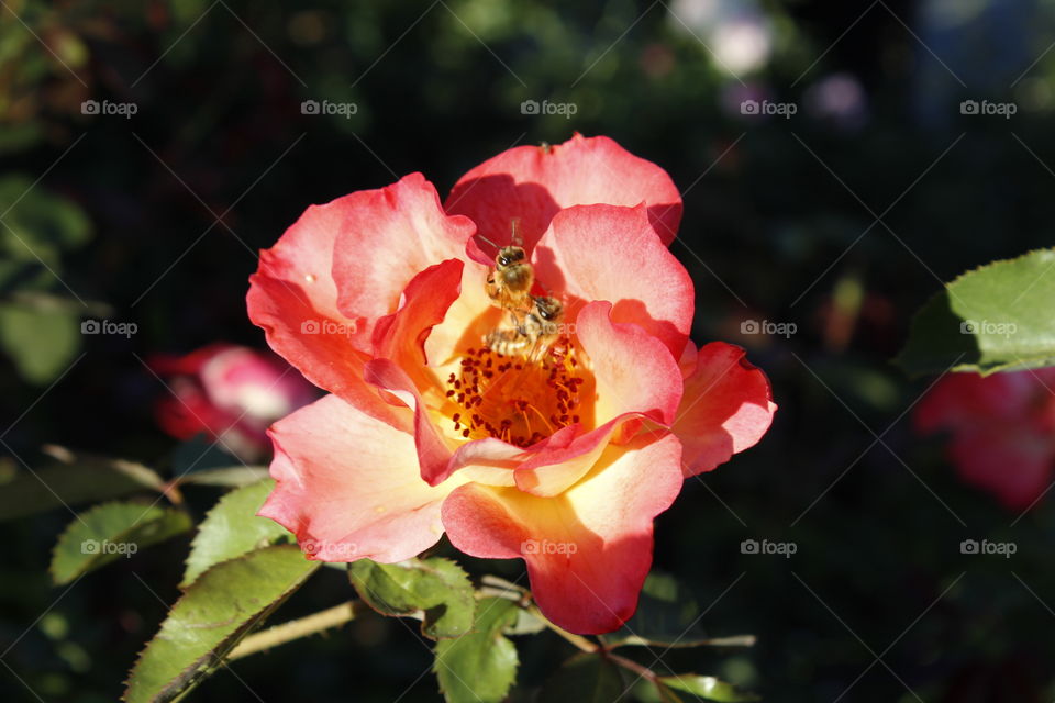 Flower, Rose, Nature, No Person, Leaf