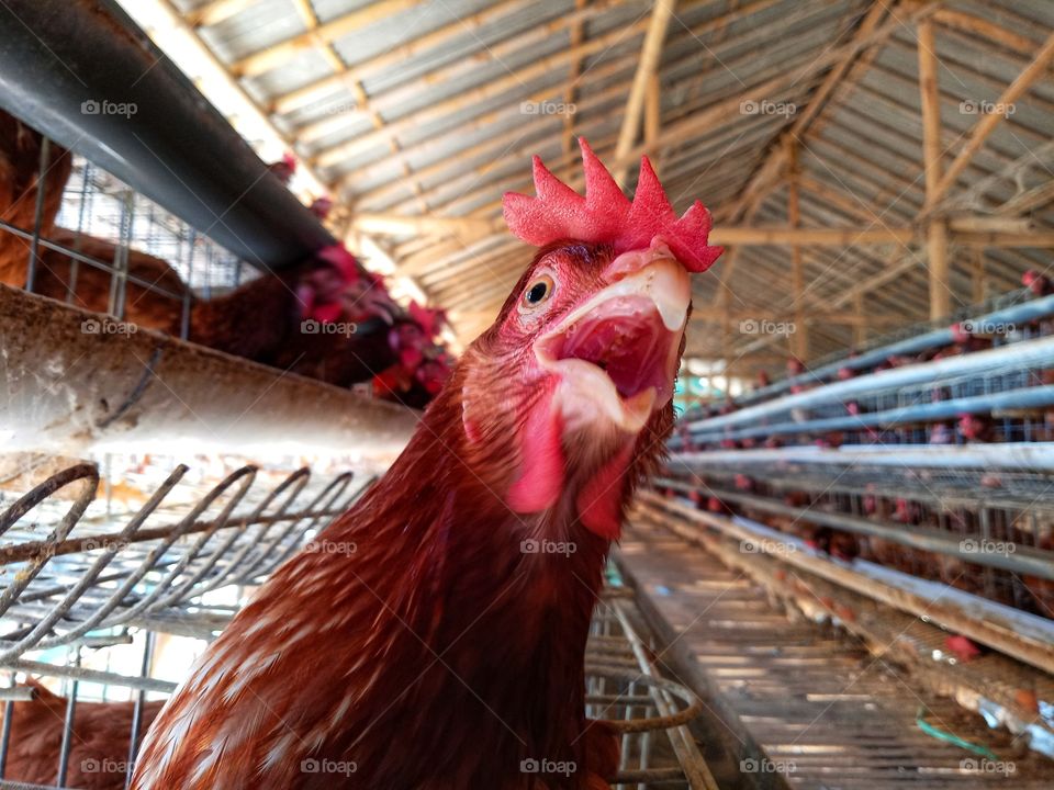A hen opens it's beak as if calling out the farmer to feeding them