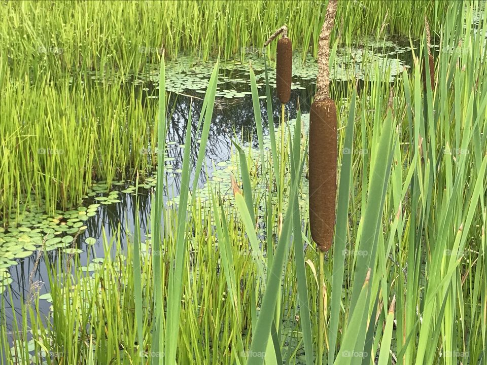 Cattails in a swamp