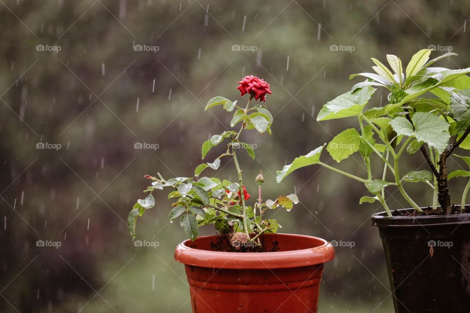 rain drops on the flower