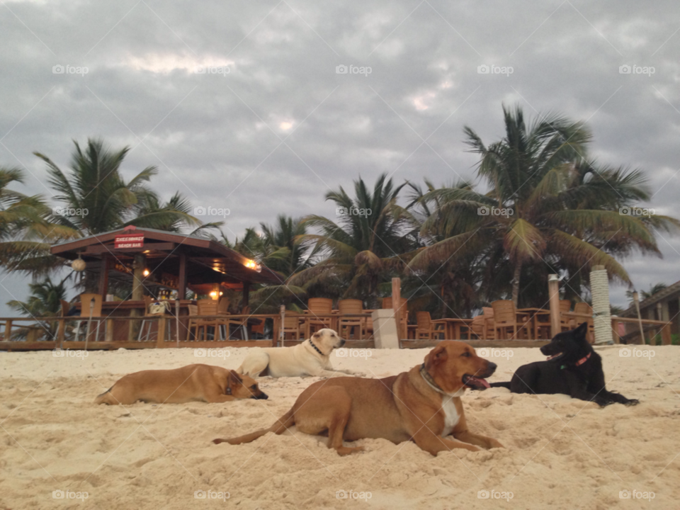 beach happy dogs sand by BohemianBen