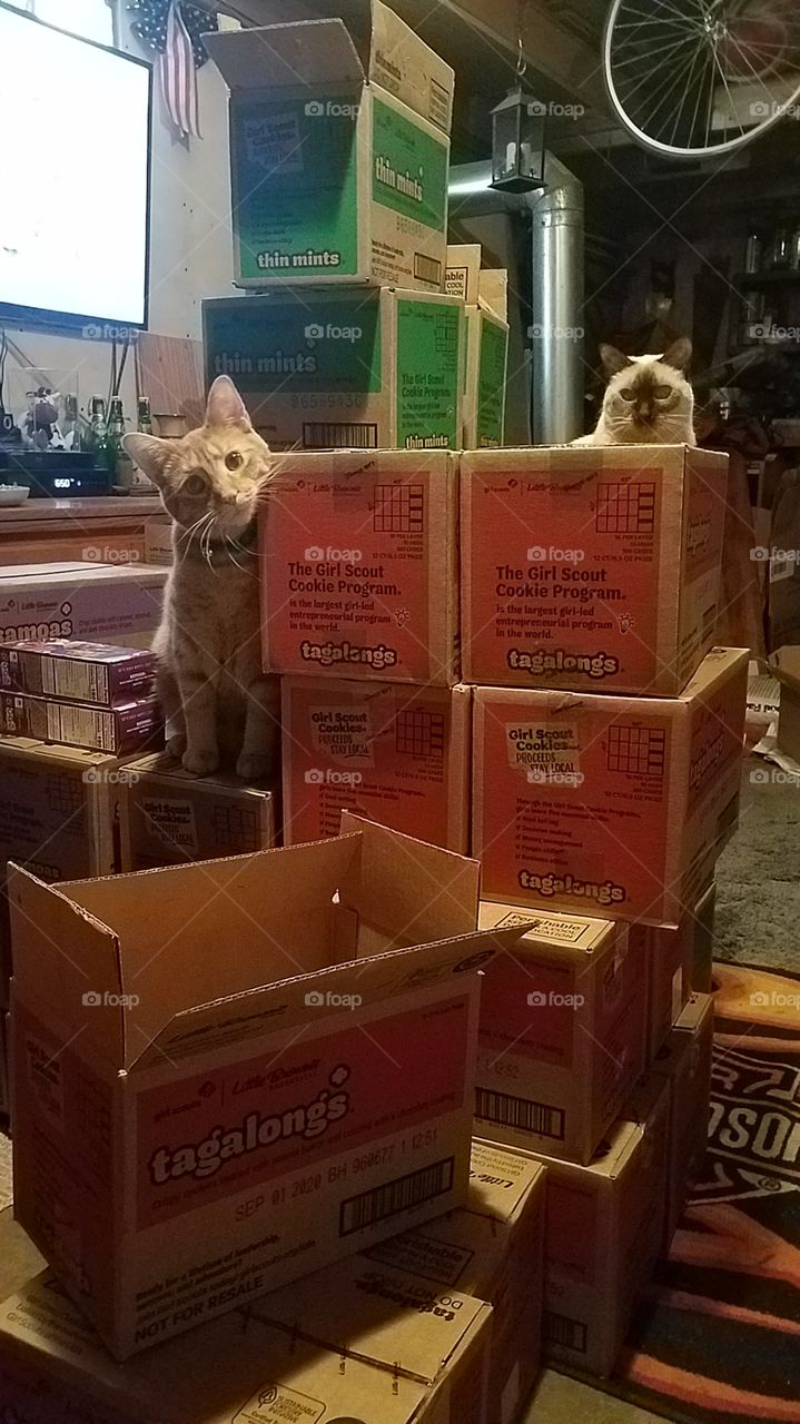 Girl Scout Cookie time