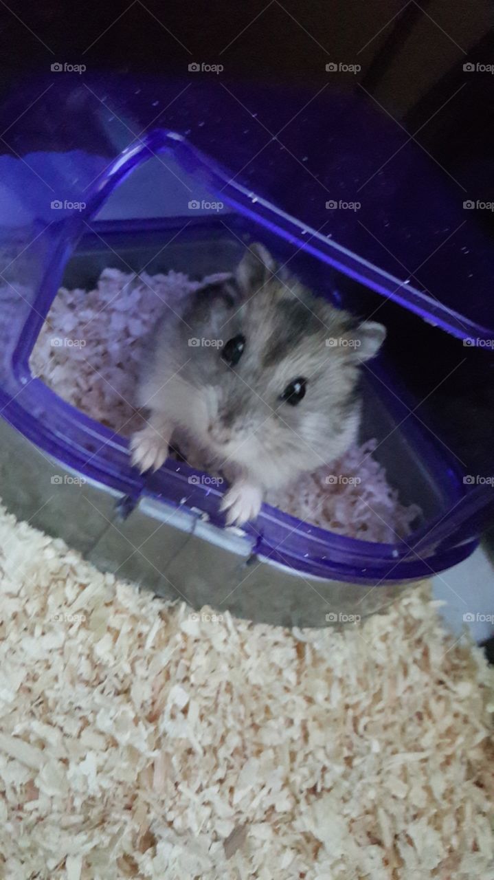 baby hamster toffee