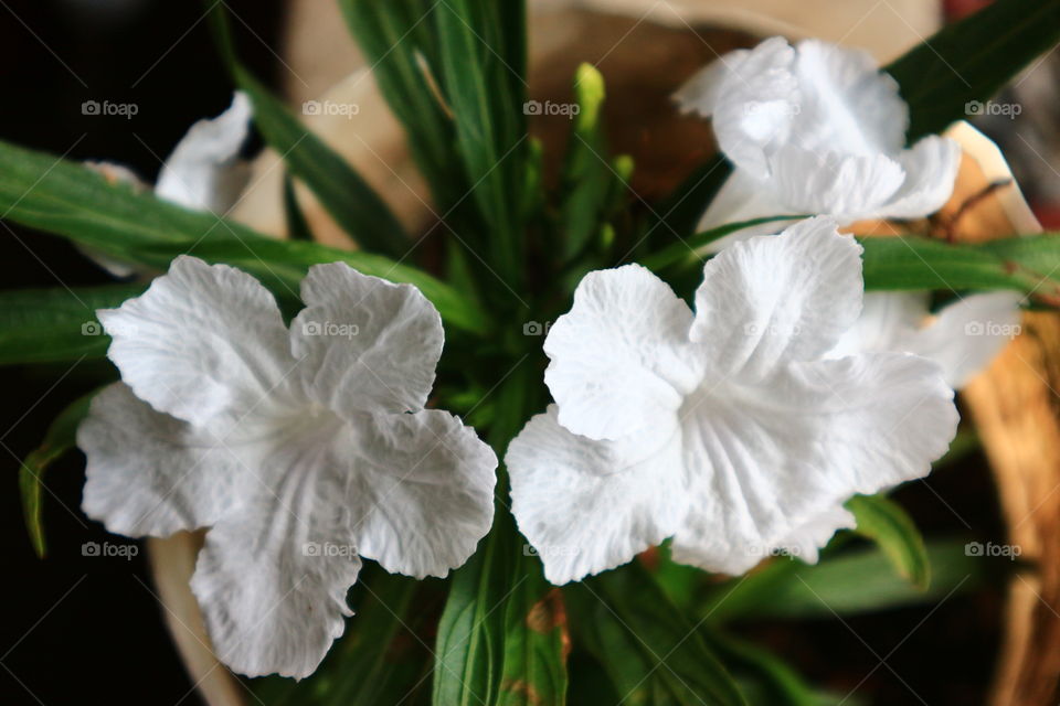 white flower