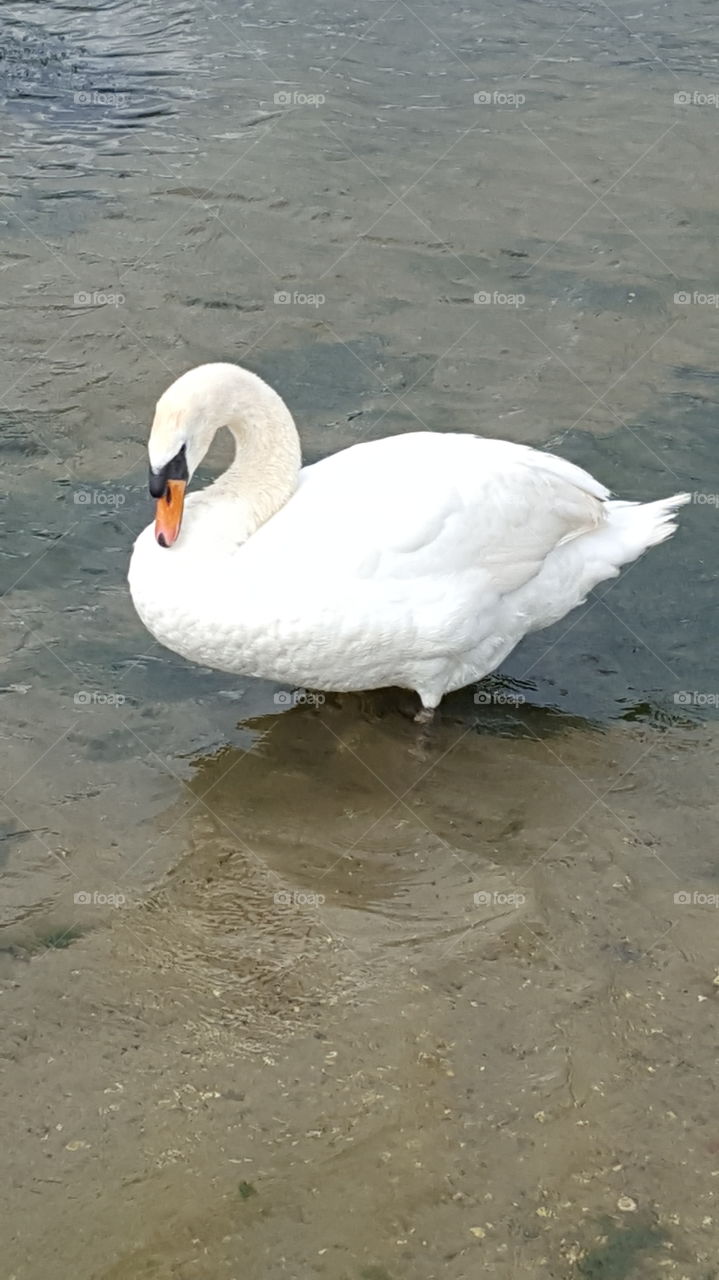 swan