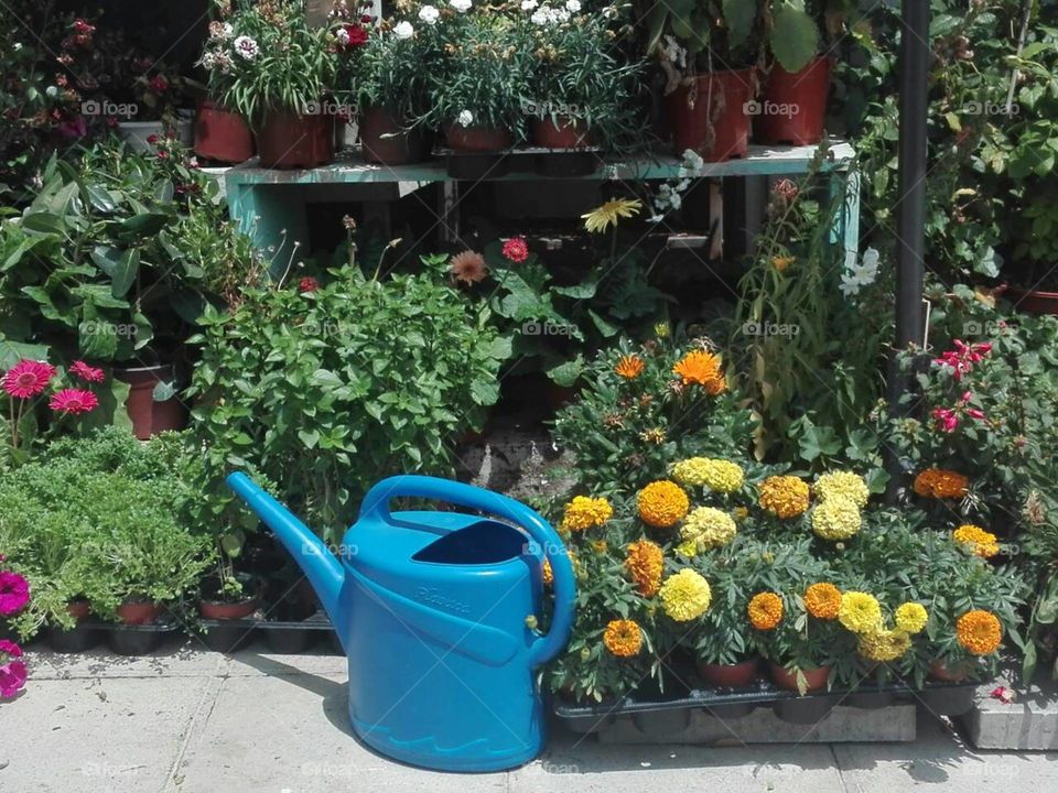 picture with flower and blue watering can