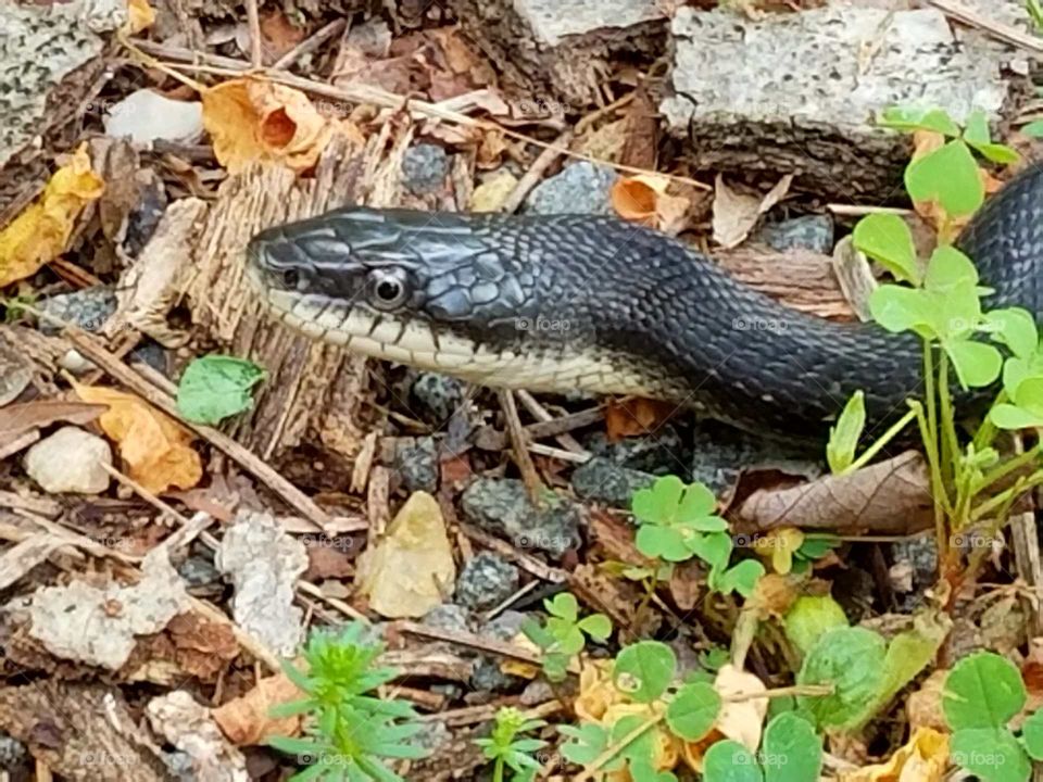 Beautiful Black Ratio Snake
