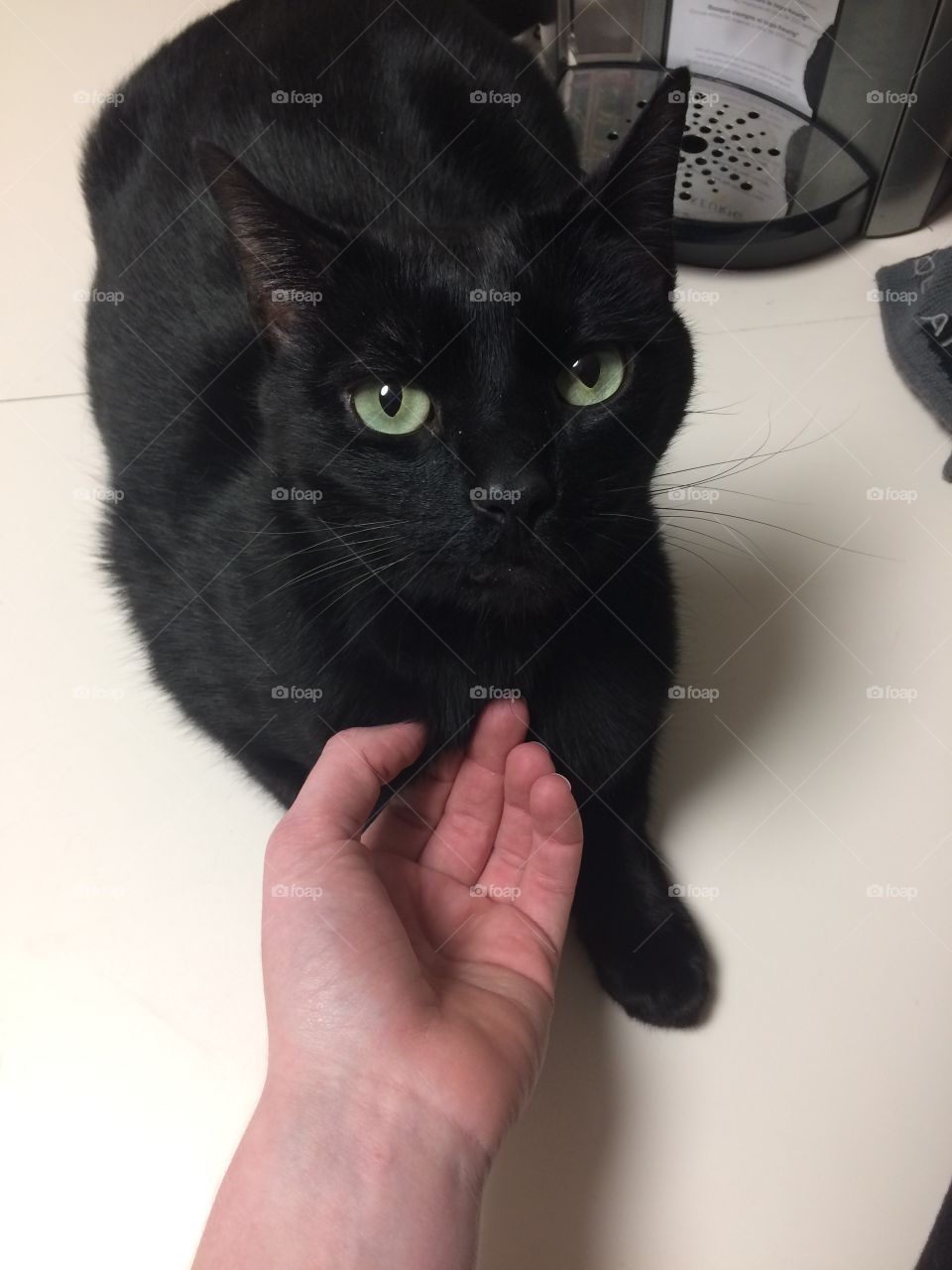 Nothing cuter than a black cat that loves u❤️