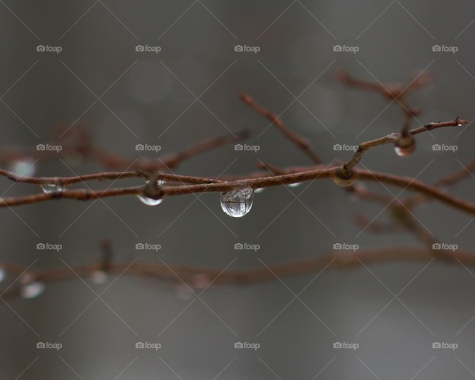 Water droplet getting ready to fall