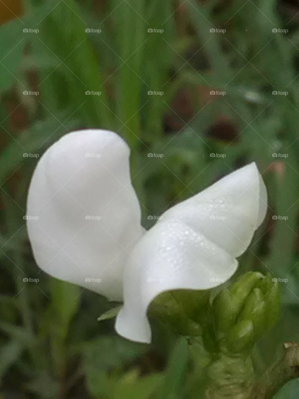 This is a very beautiful flower white smoothly flower.