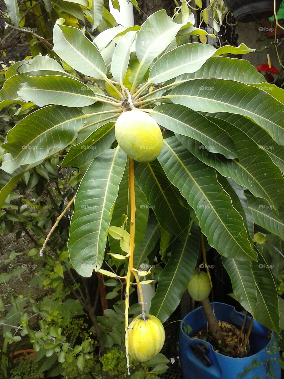 Fruta manga predominante na america do sul pricinpalmente no brasil aonde conhecido como pe de manga aonde e bastante consumida como refresco.