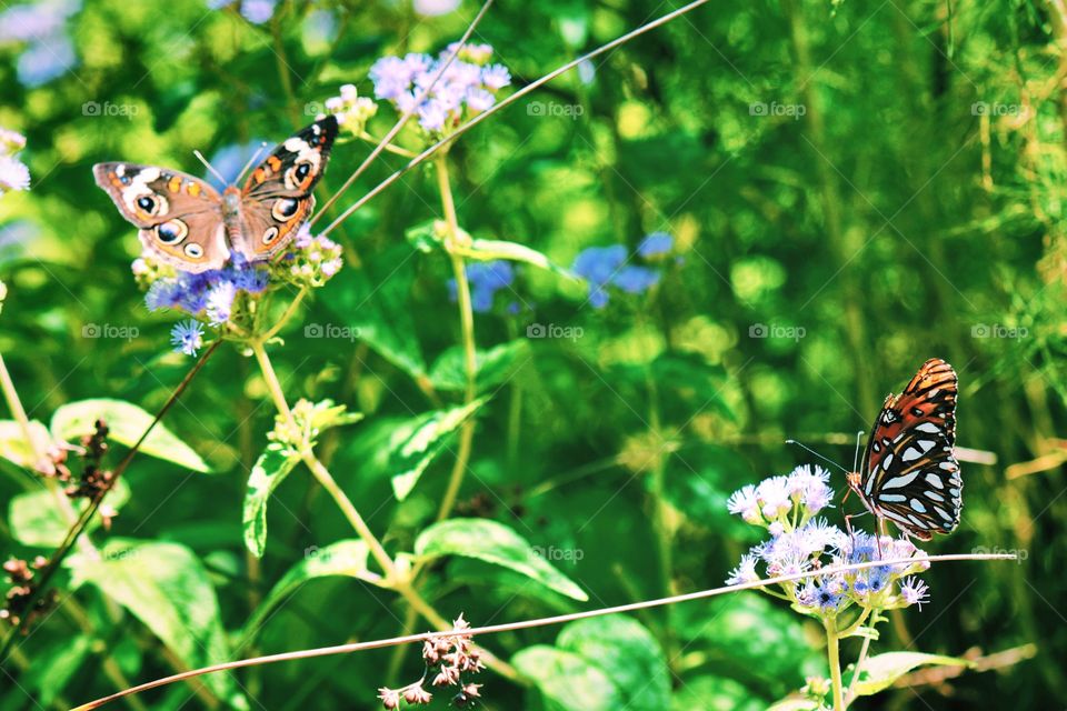 Butterfly, Insect, Nature, Summer, Flower