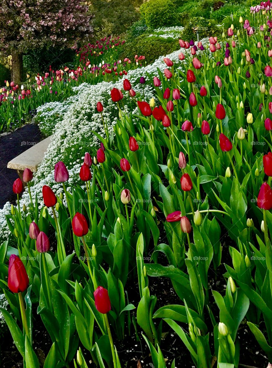 Tulips in Spring