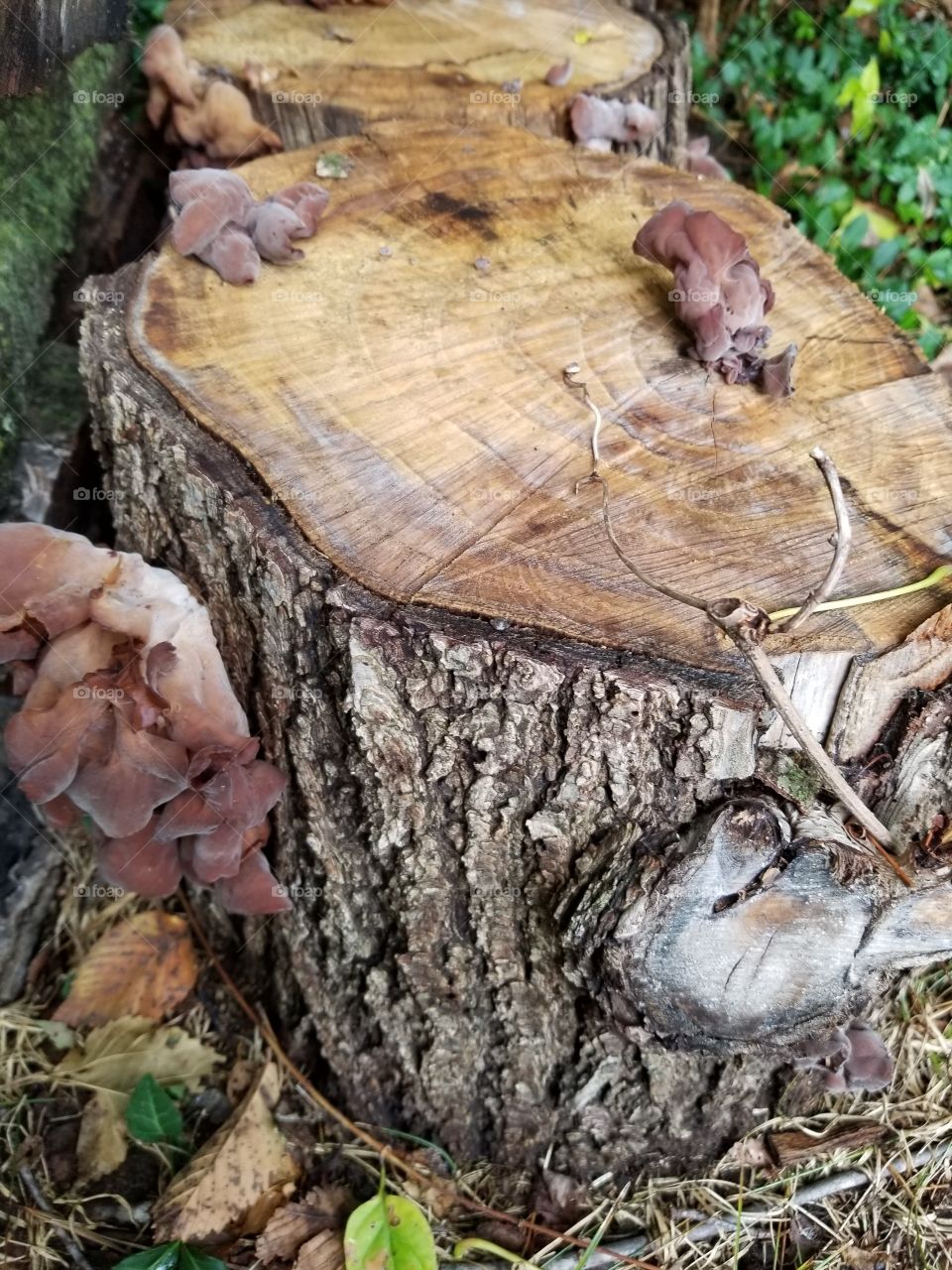 tree stump mushrooms