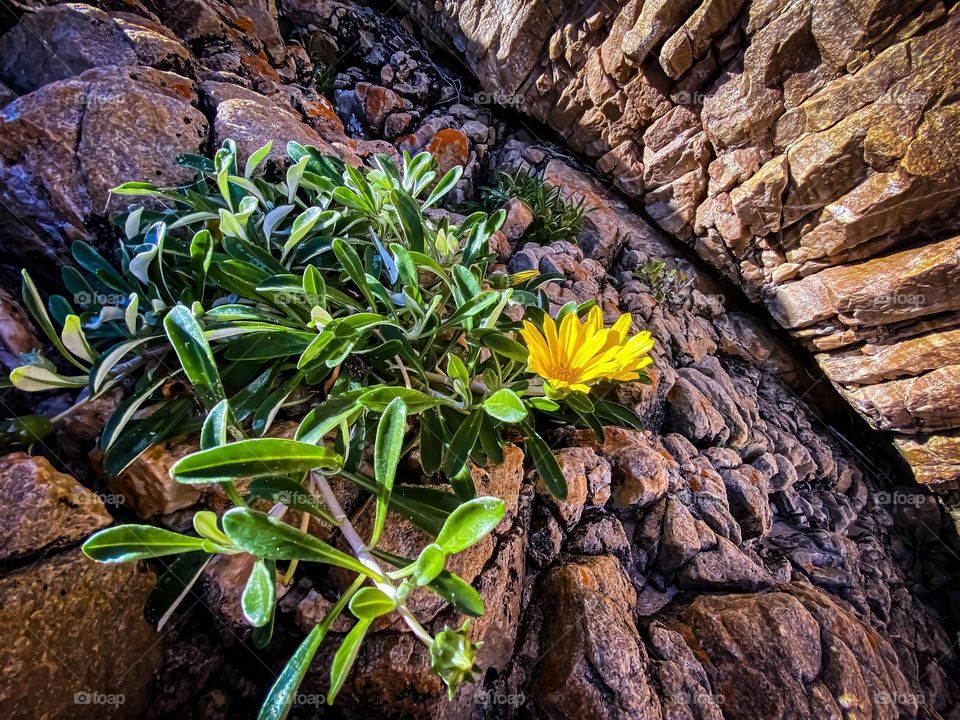 Daisy on rock 