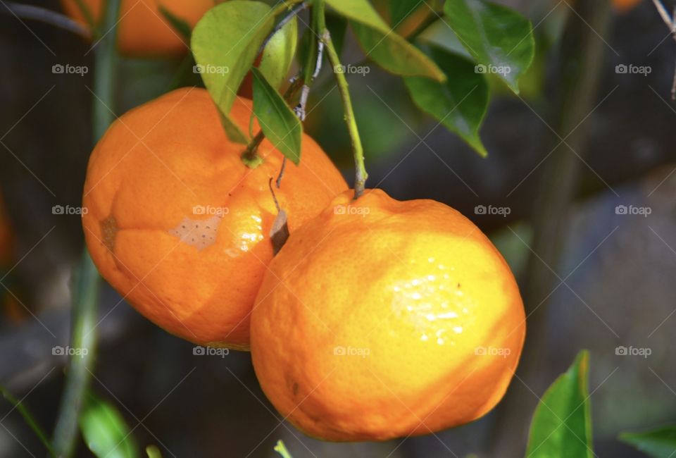 Mandarin pick your own organic farm 