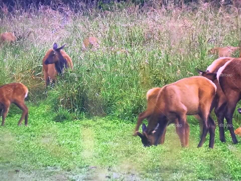 Wild deers in the forest 