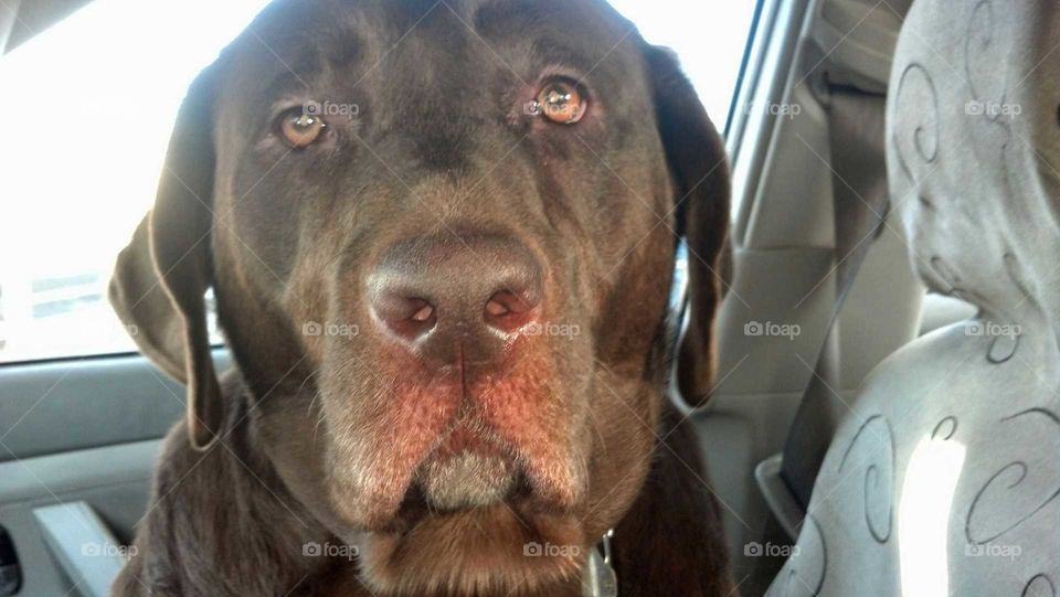 Chocolate Lab an Best Friend