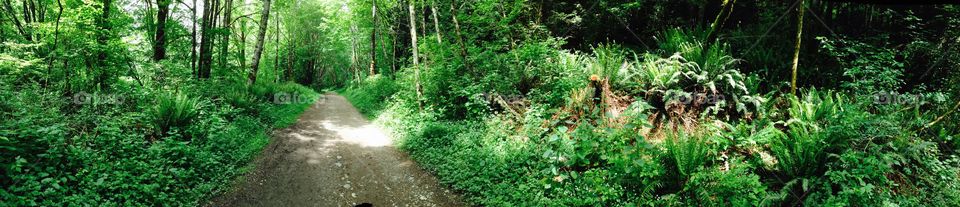 Tree pano. Tree panorama 