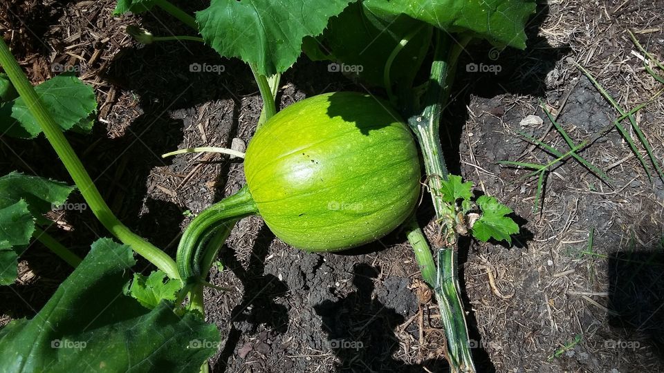 Pumpkins growing