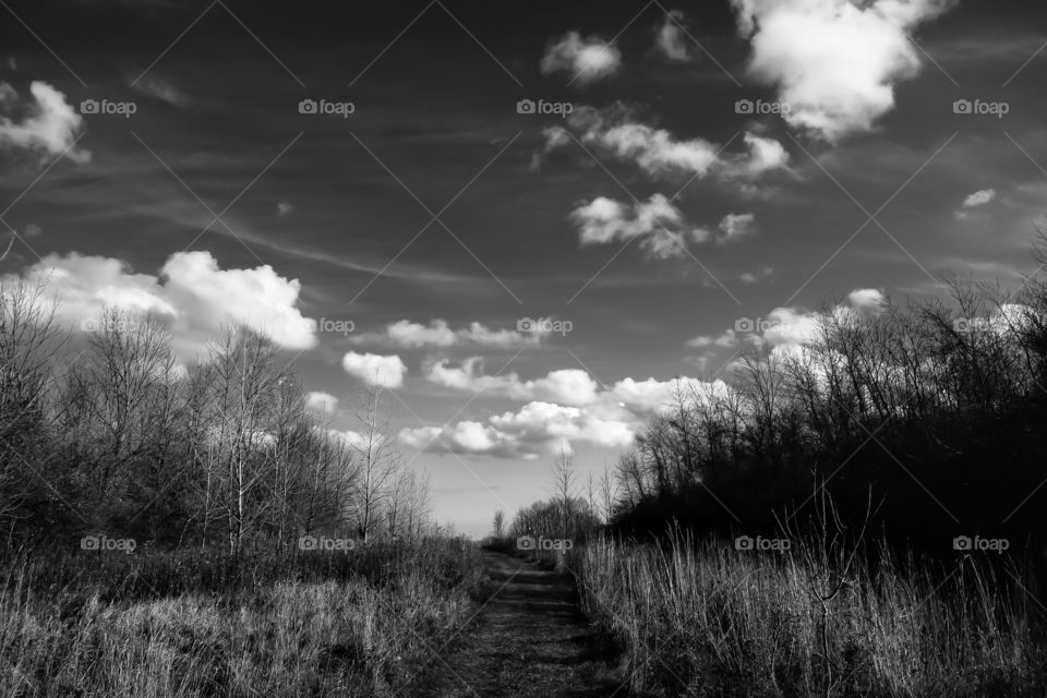 View of footpath in forest