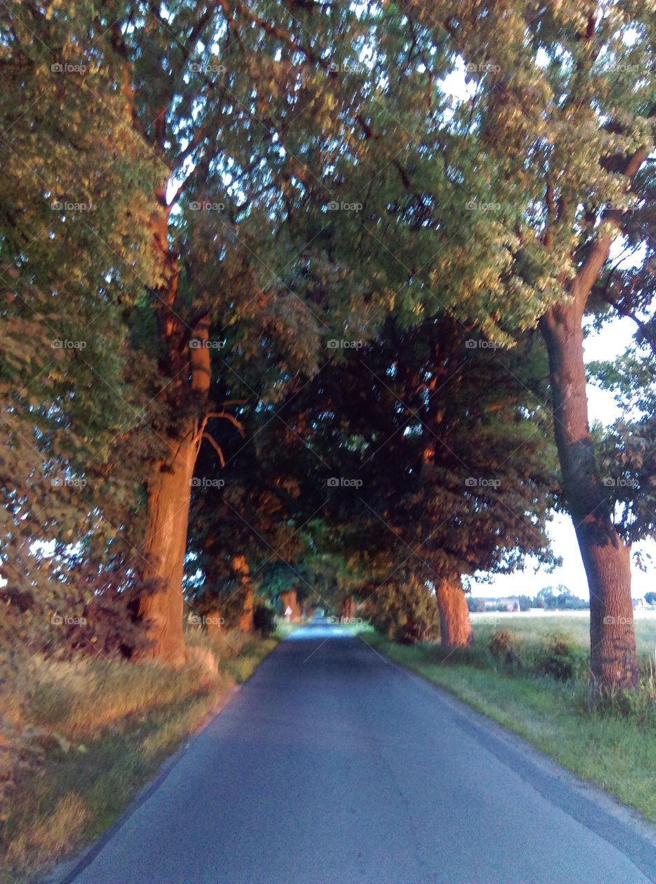 Road, Tree, No Person, Guidance, Landscape