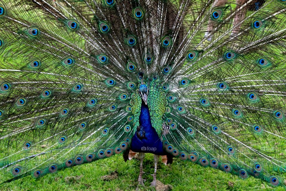 Peacock