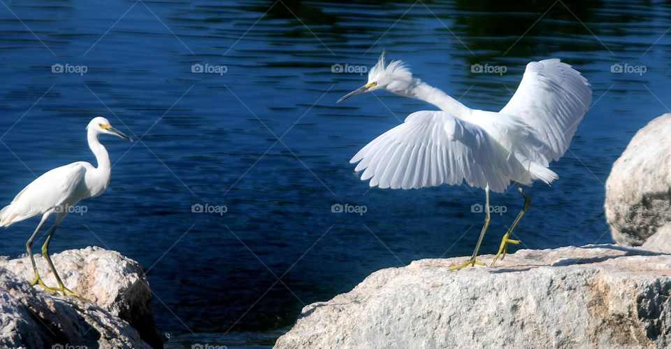 Snowy Egret Defending Territory