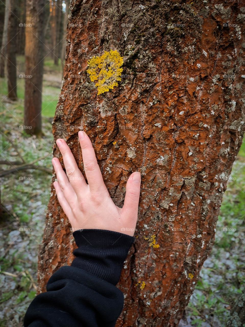 Woman touches tree trunk. Human connection with nature. Tree bark covered with yellow lichen close up. Walk in the forest. Hand on the tree trunk. Conscious living, environmental protection, sustainable development. Human impact on nature.