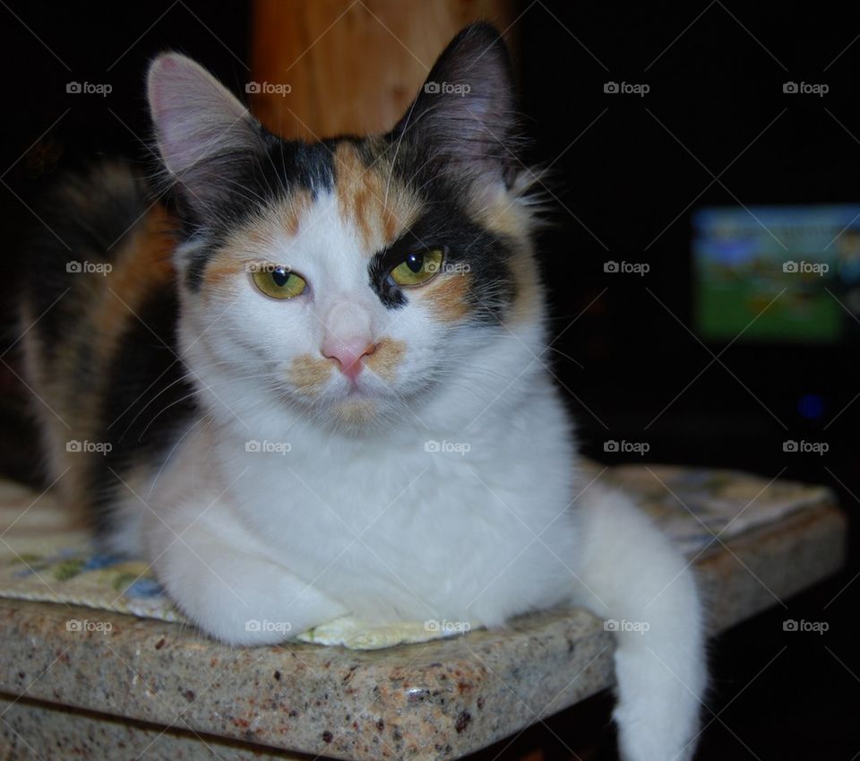 Calico cat