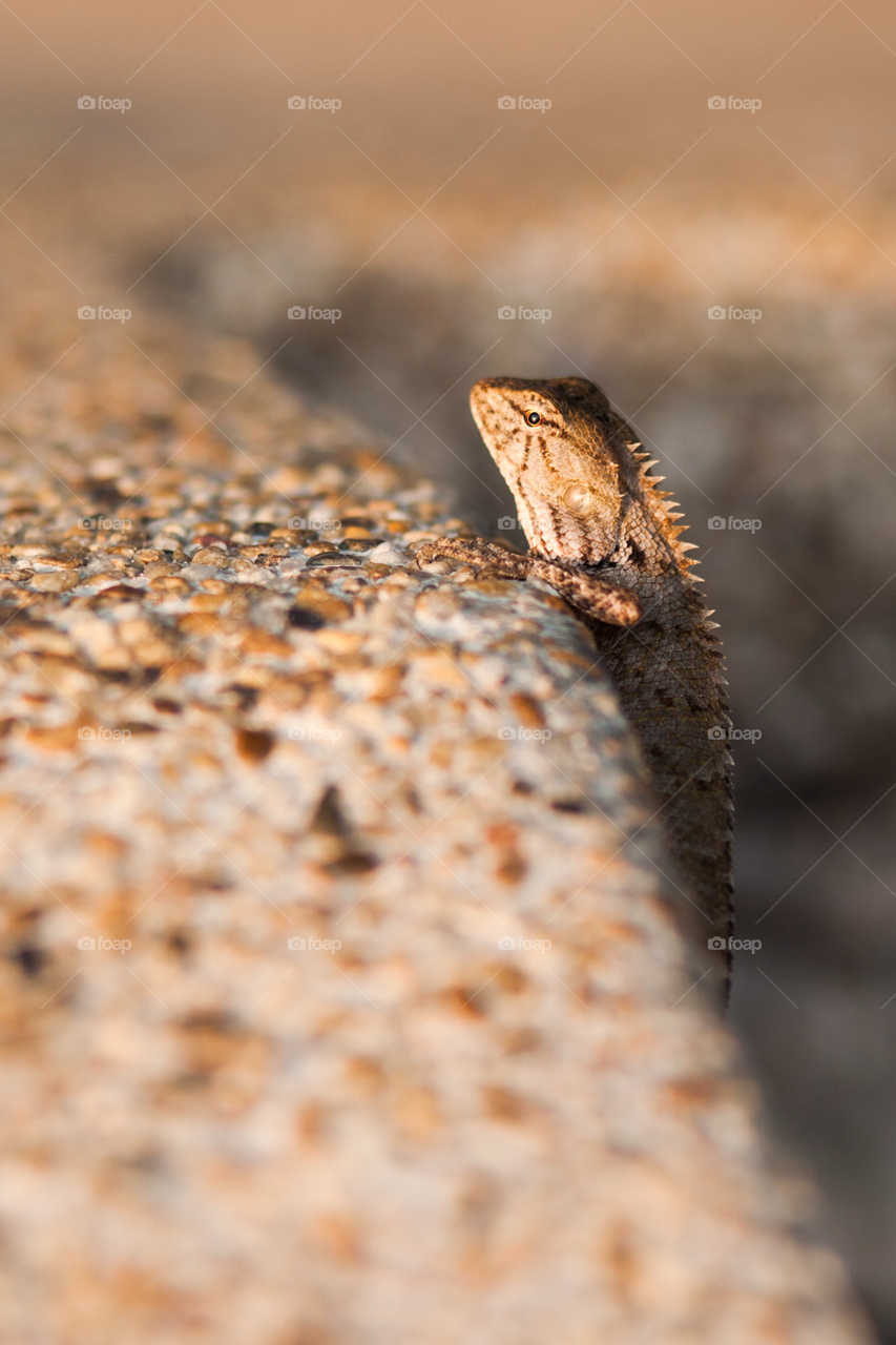 wild lizard exotic macro by comonline