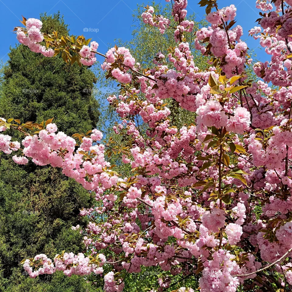 Sakura in bloom