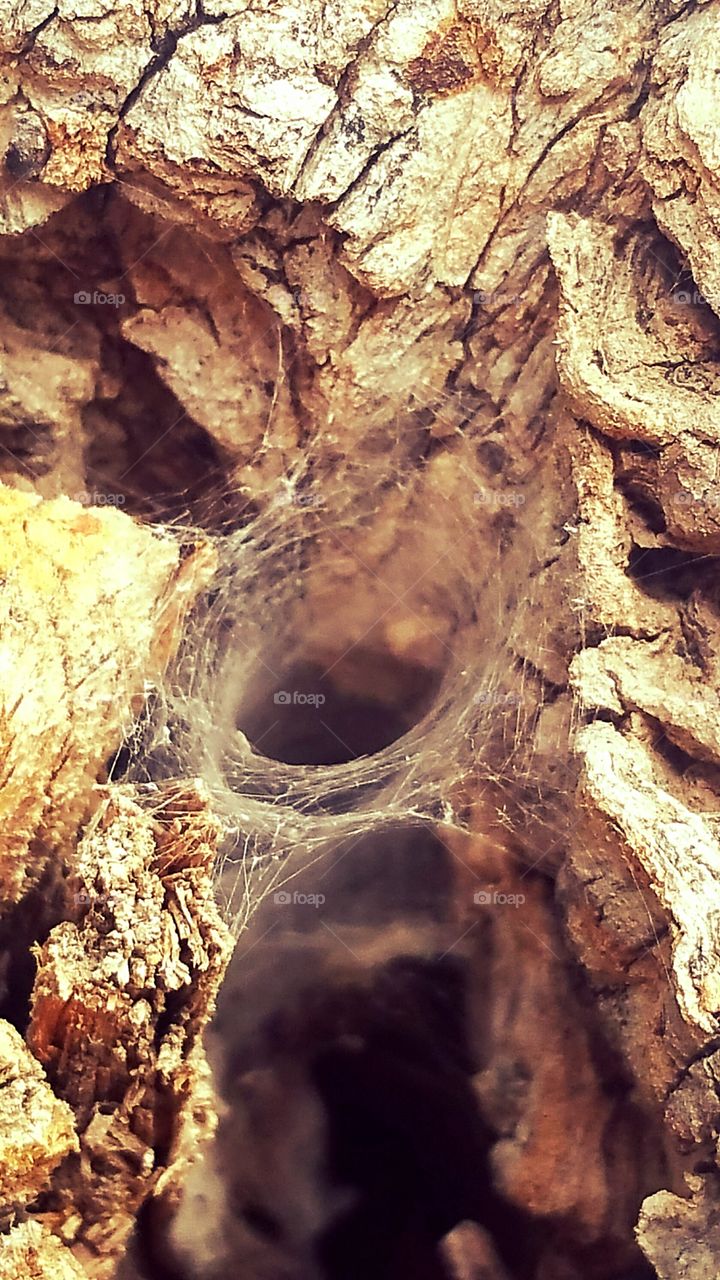 Spider  Web