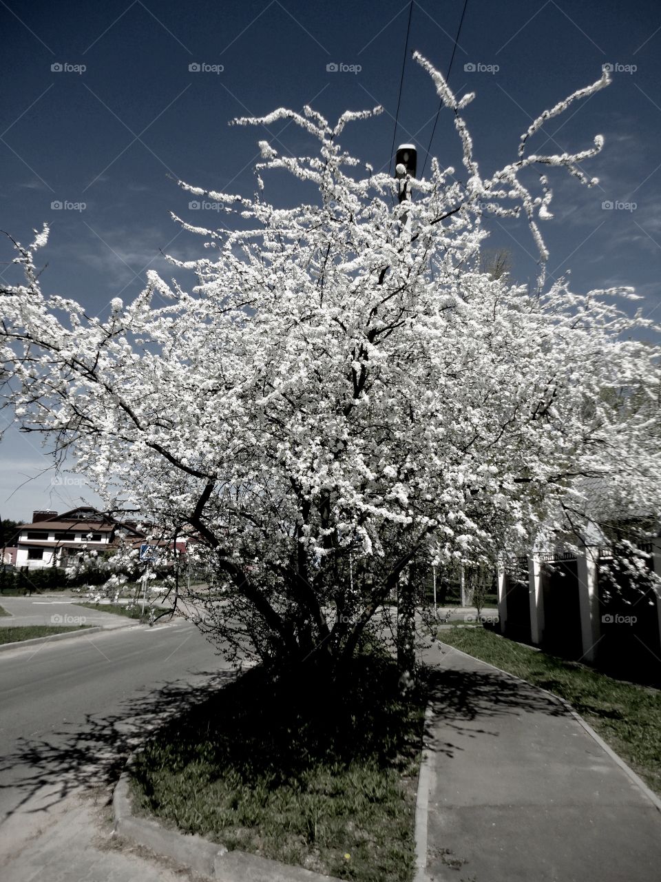 Tree, Branch, Season, Cherry, Landscape