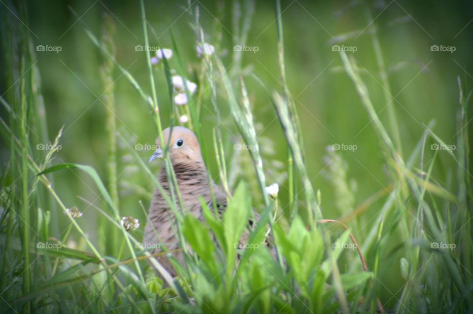 dove