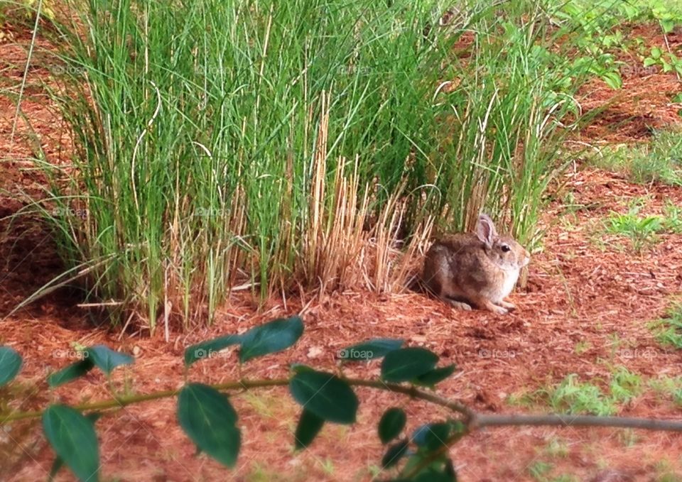 Close-up of rabbit near grass