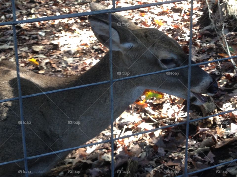 Doe behind a fence.
