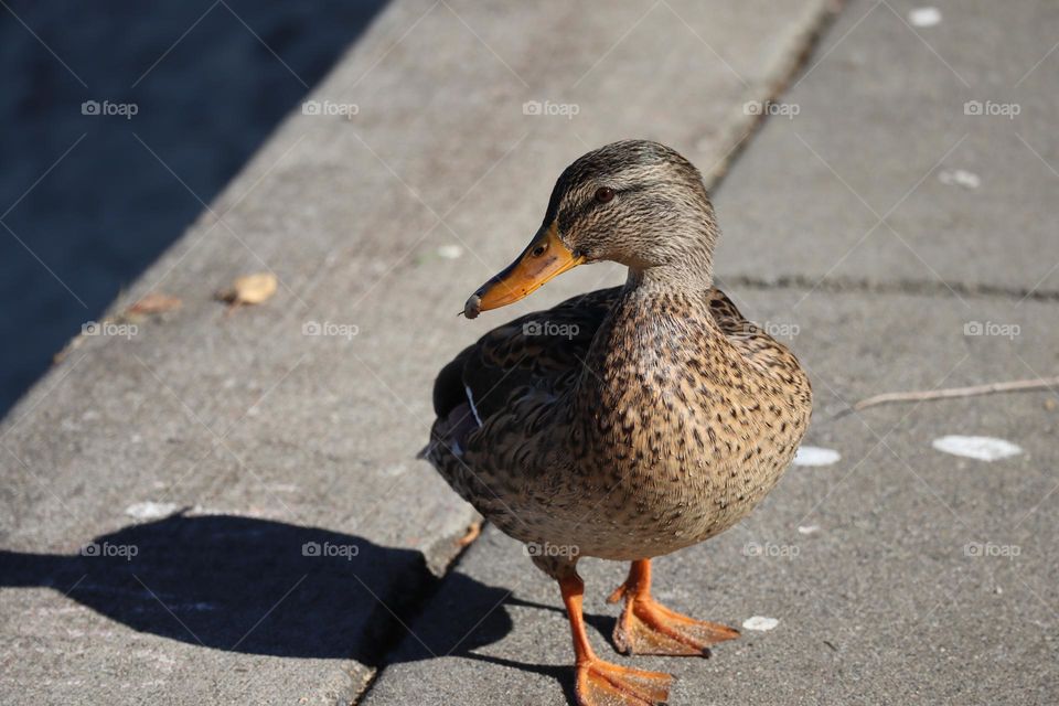 Mallard at the beach