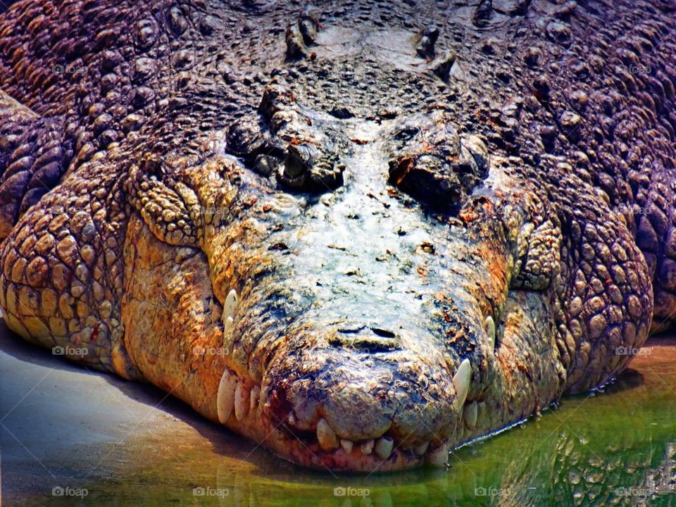 A happy smiling crocodile