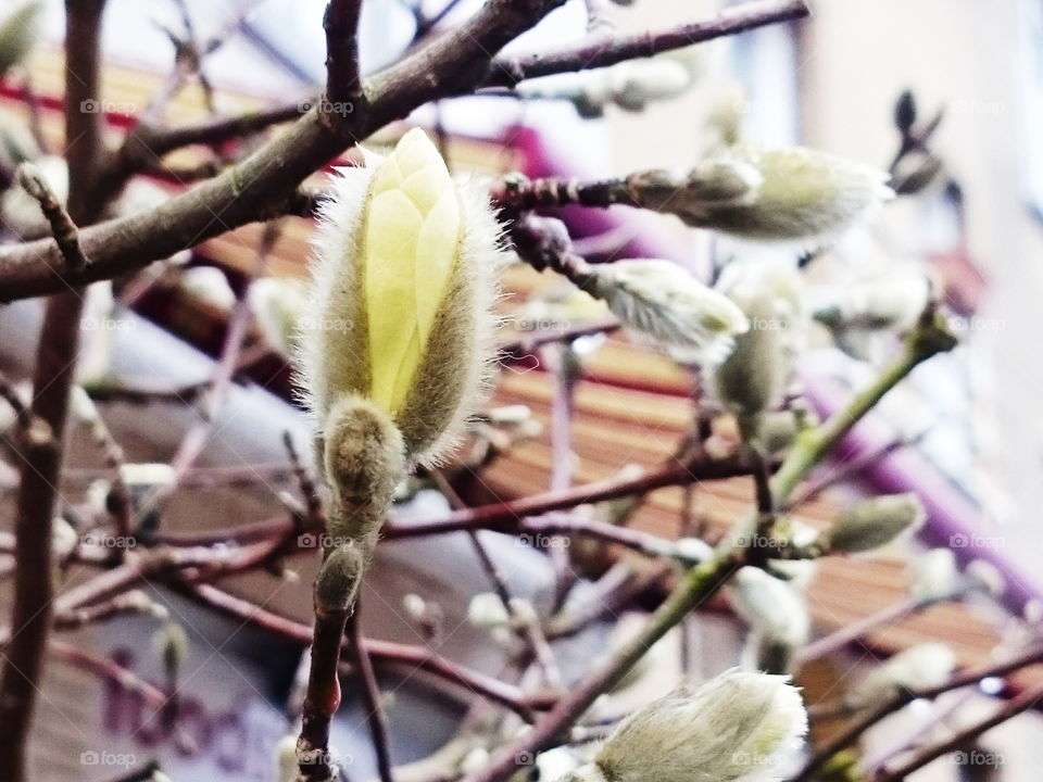 First spring buds