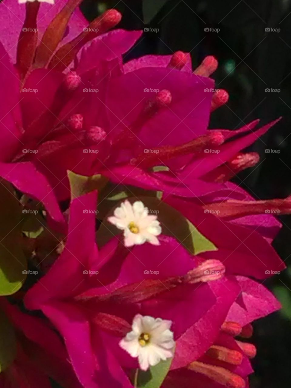 They are very handsome looking people, those pink colored flowers, white colored particles on them, call it full of paper.