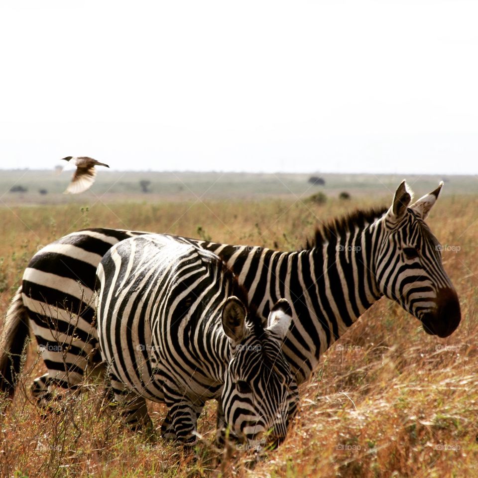 Bird takes flight of hitching a ride on a zebra in Tanzania 