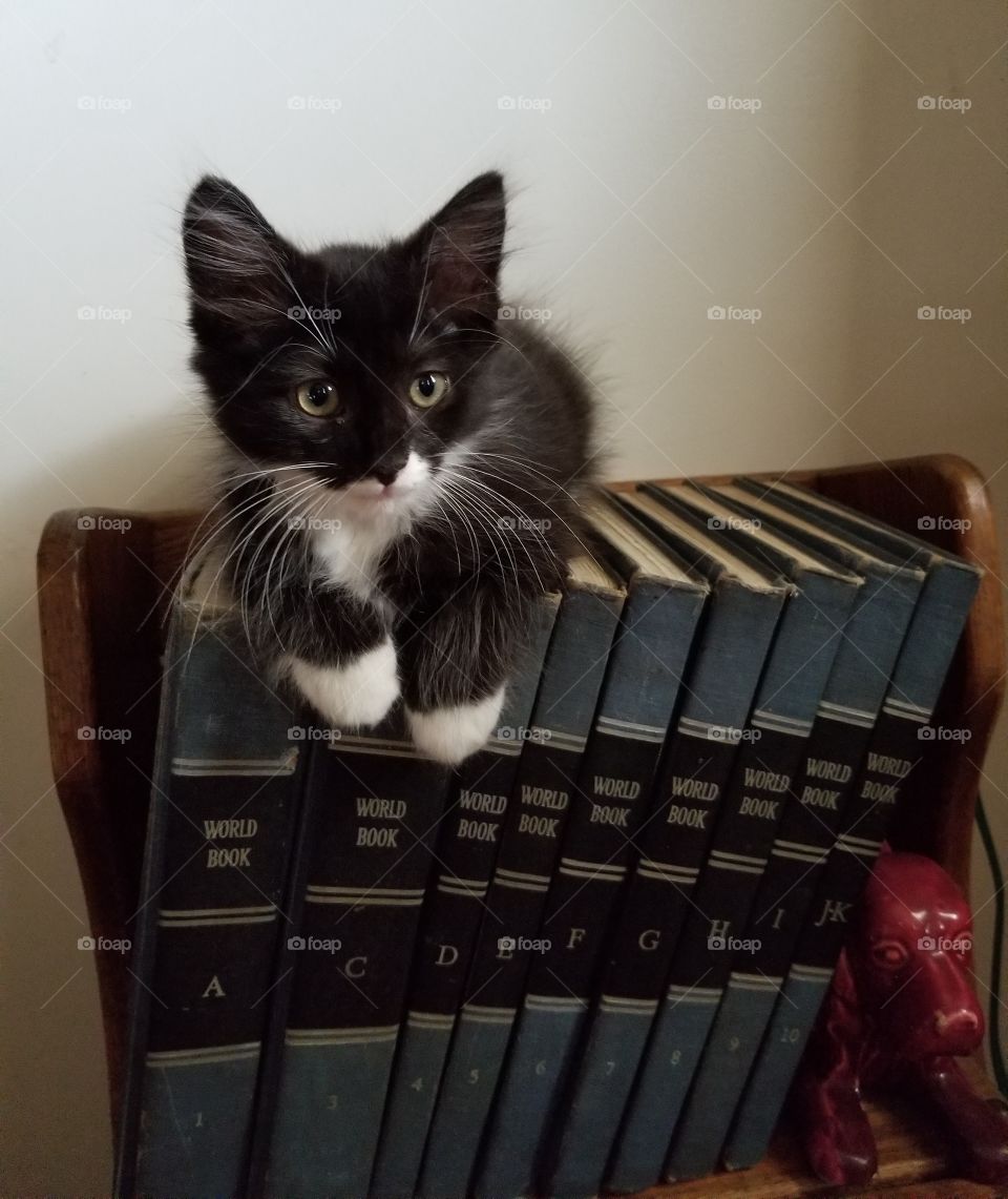 Kitten sitting on a set of encyclopedias, emphasizing the letter "C" for cat of course