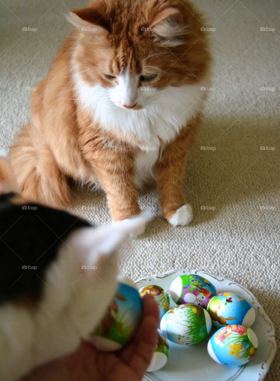 two cats pets with Easter eggs spring holiday funny at home