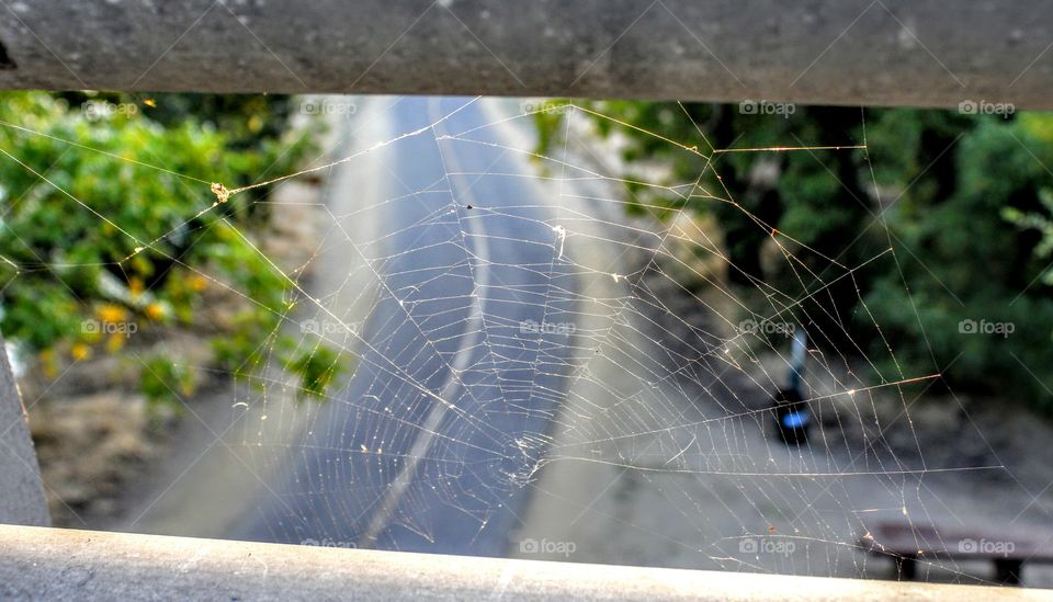 spider web